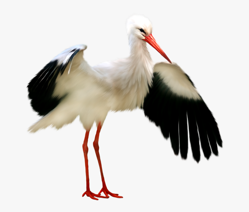 Stork Png, Transparent Png, Free Download