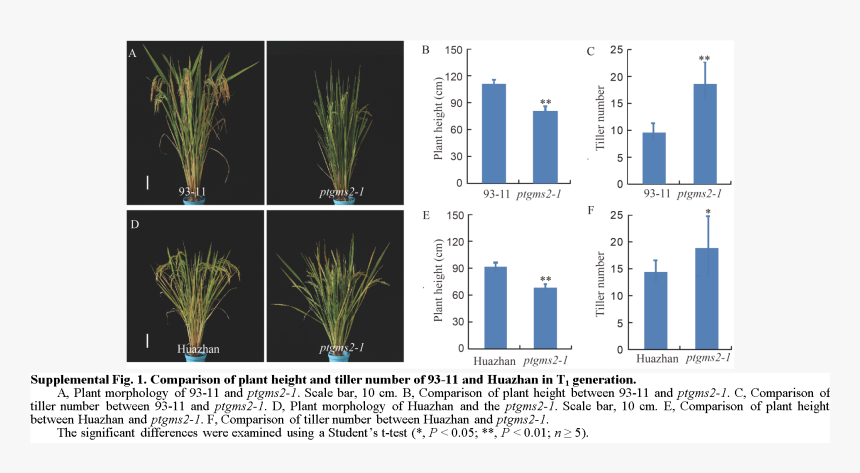 Rapid Creation Of New Photoperiod /thermo Sensitive - Grass, HD Png Download, Free Download