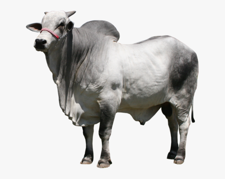 Boi. Зебу. Зебу на белом фоне. Зебу на белом фоне корова. Корова вол вид сверху.