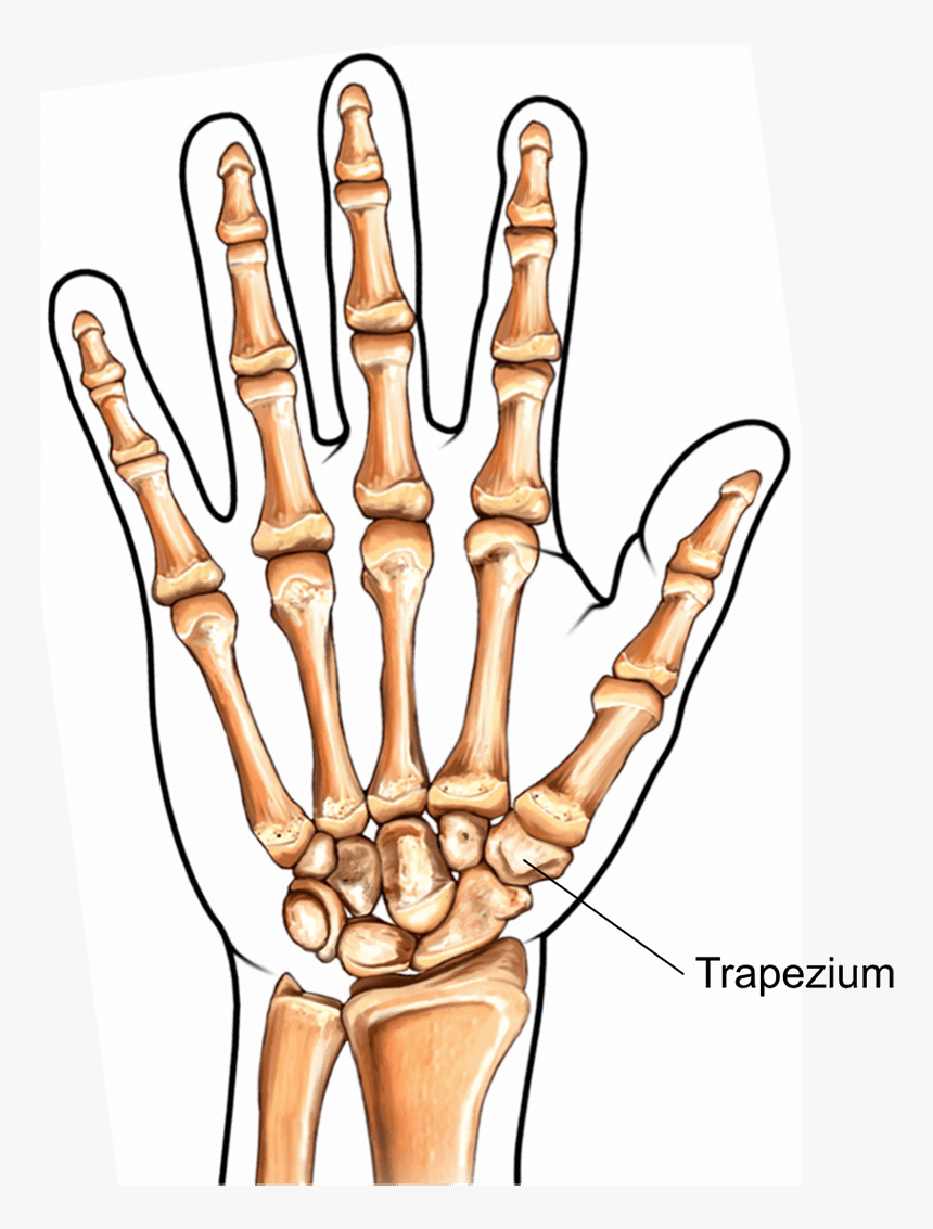Illustration Showing The Trapeziometacarpal Joint - Trapezium Thumb, HD Png Download, Free Download