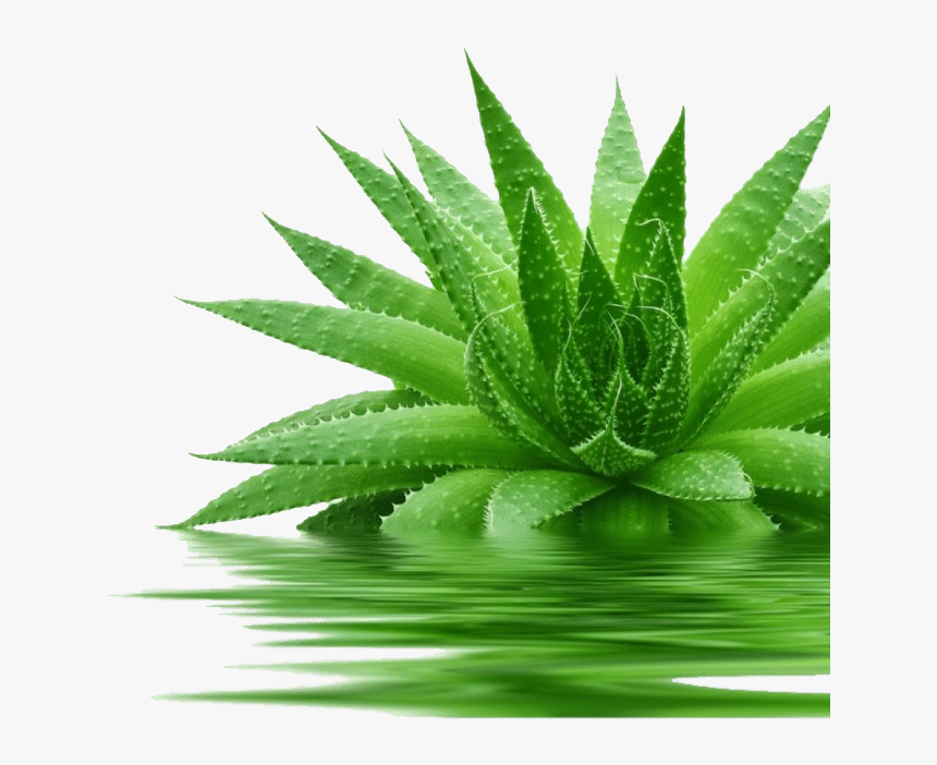 966155 Aloe Vera 1 E1470825572419 - Aloe Vera Transparent Png, Png Download, Free Download