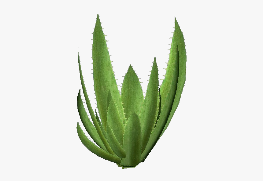 3d Flowers - Aloe Vera - Acca Software - Transparent Aloevera Plant Png, Png Download, Free Download