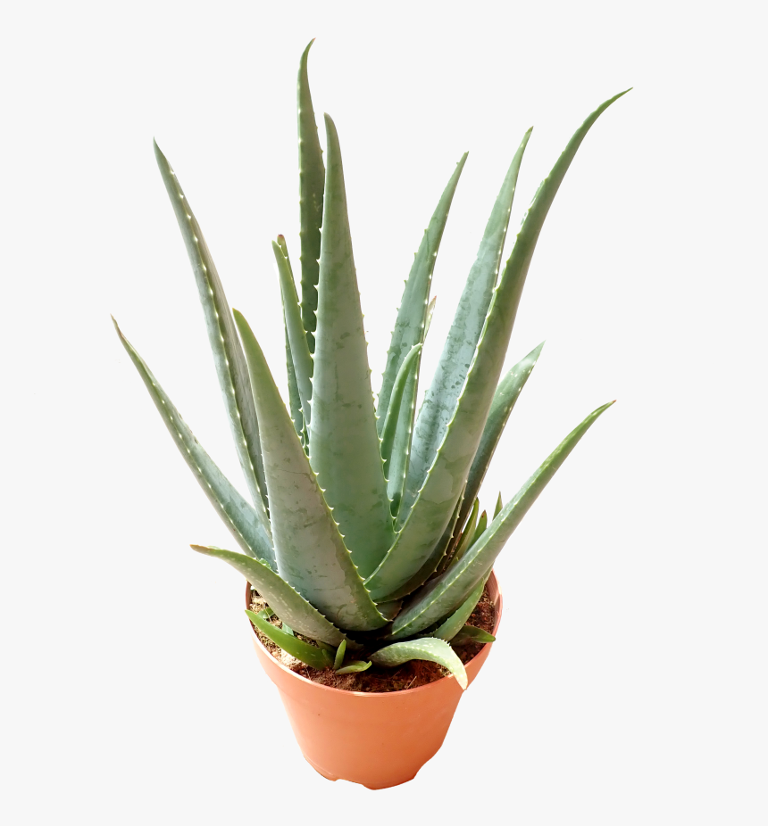 Agave, HD Png Download, Free Download