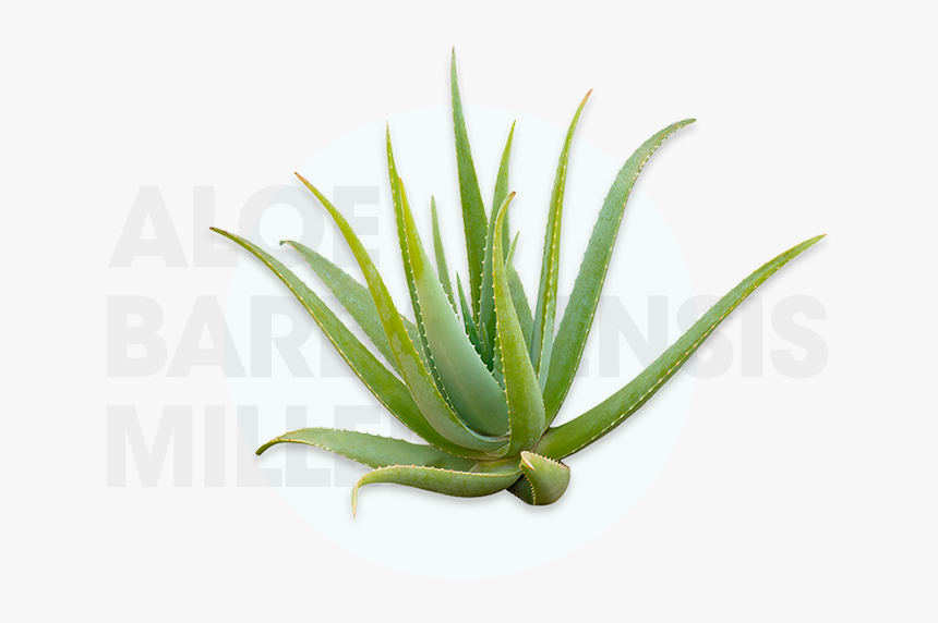 Agave, HD Png Download, Free Download