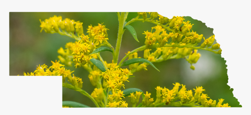 Nebraska - Goldenrod, HD Png Download, Free Download