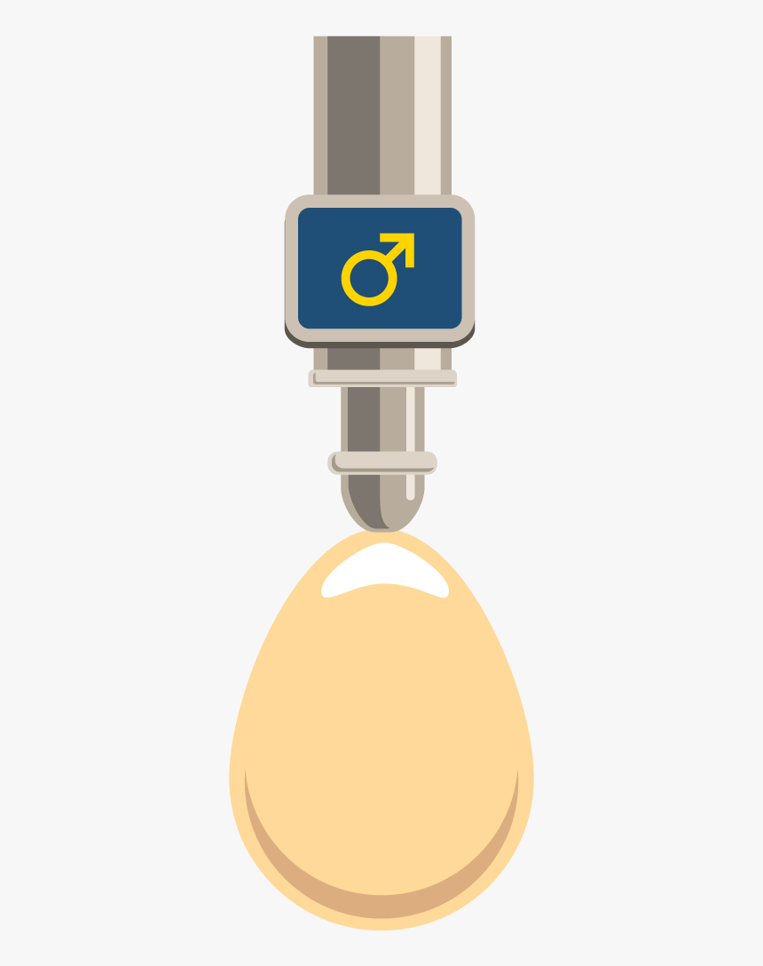 Automated Egg Sexing - Egg Sexing, HD Png Download, Free Download