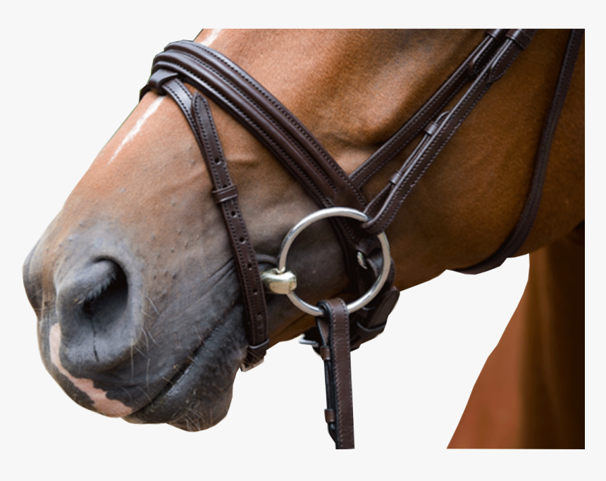 Tack - Halter, HD Png Download, Free Download