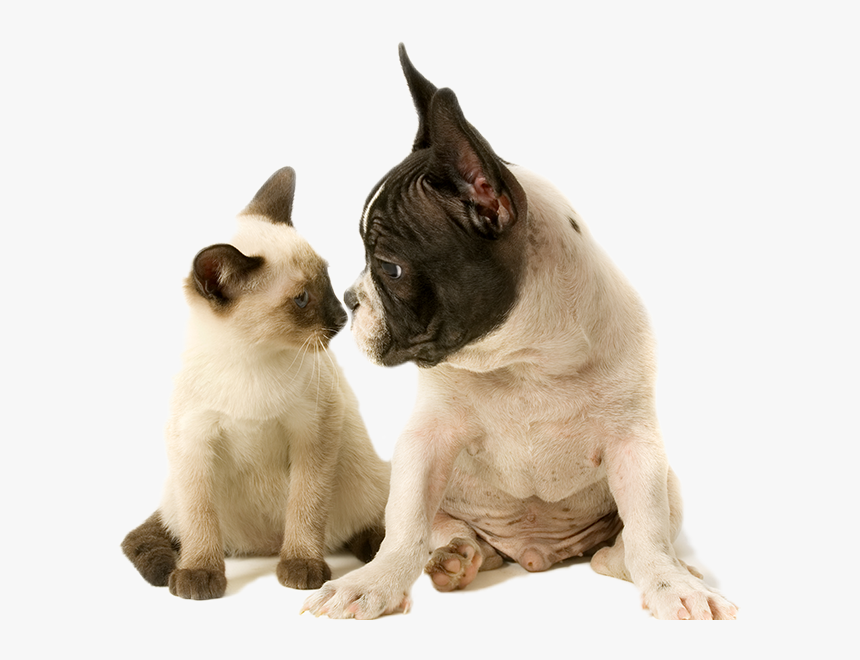 Istock-172397234 Copy122 - Dog And Cat, HD Png Download, Free Download