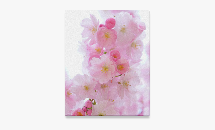 Beautiful Pink Japanese Cherry Tree Blossom Canvas - Cherry Blossom, HD Png Download, Free Download