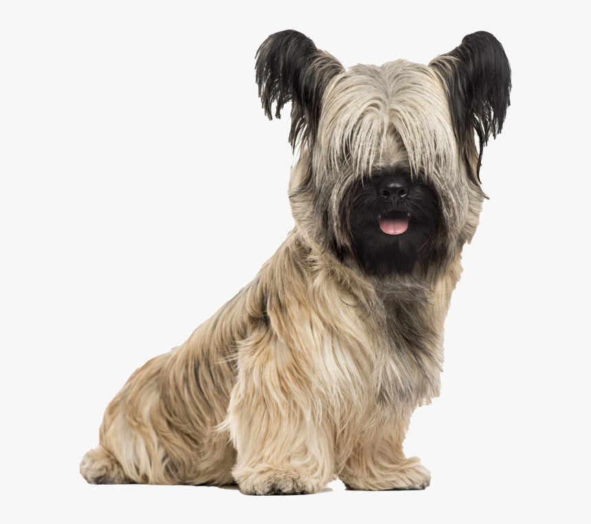 Skye Terrier, HD Png Download, Free Download