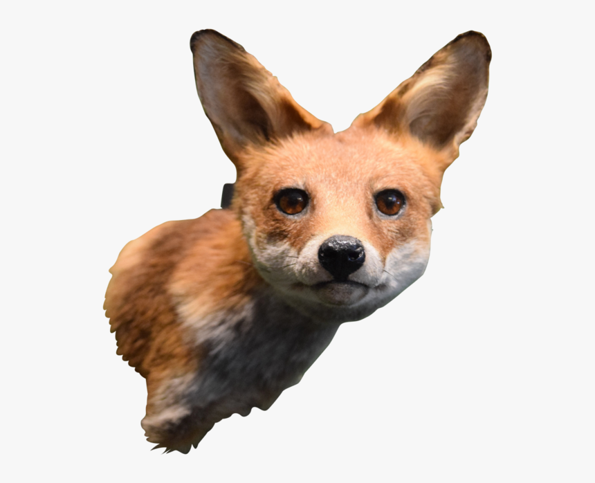 Transparent Fox Head Png - Swift Fox, Png Download, Free Download