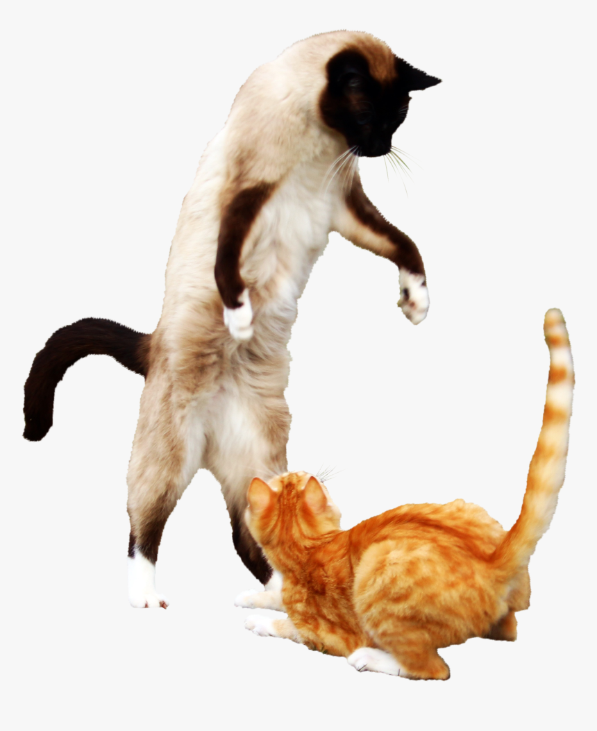 Siamese, HD Png Download, Free Download