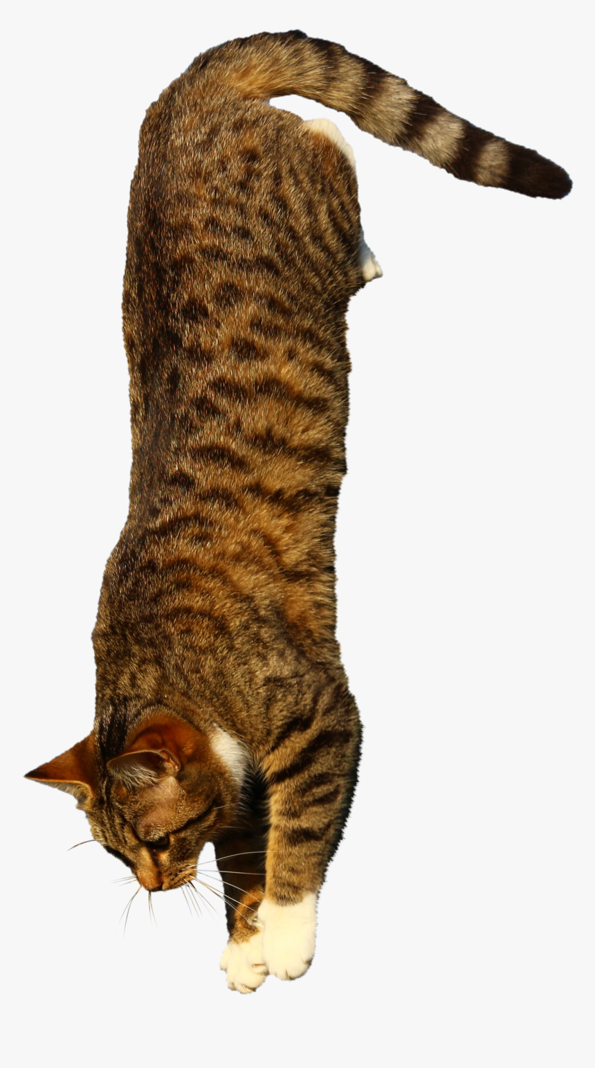 Jumping Cat Png, Transparent Png, Free Download