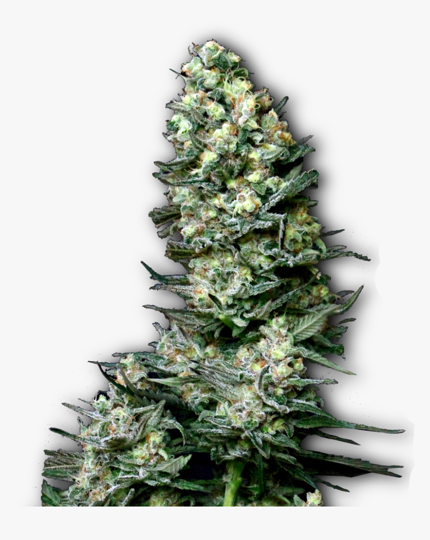 Semillas De Marihuana Productivas - Png Plantas De Marihuana, Transparent Png, Free Download