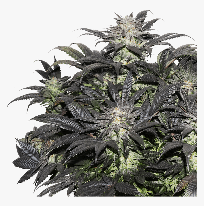 Lava Freeze Feminised Seeds - Cannabis, HD Png Download, Free Download