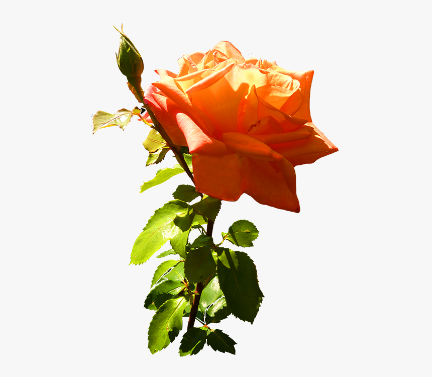 Orange Rose Clip Art With Leaves And Stem - Rose, HD Png Download, Free Download