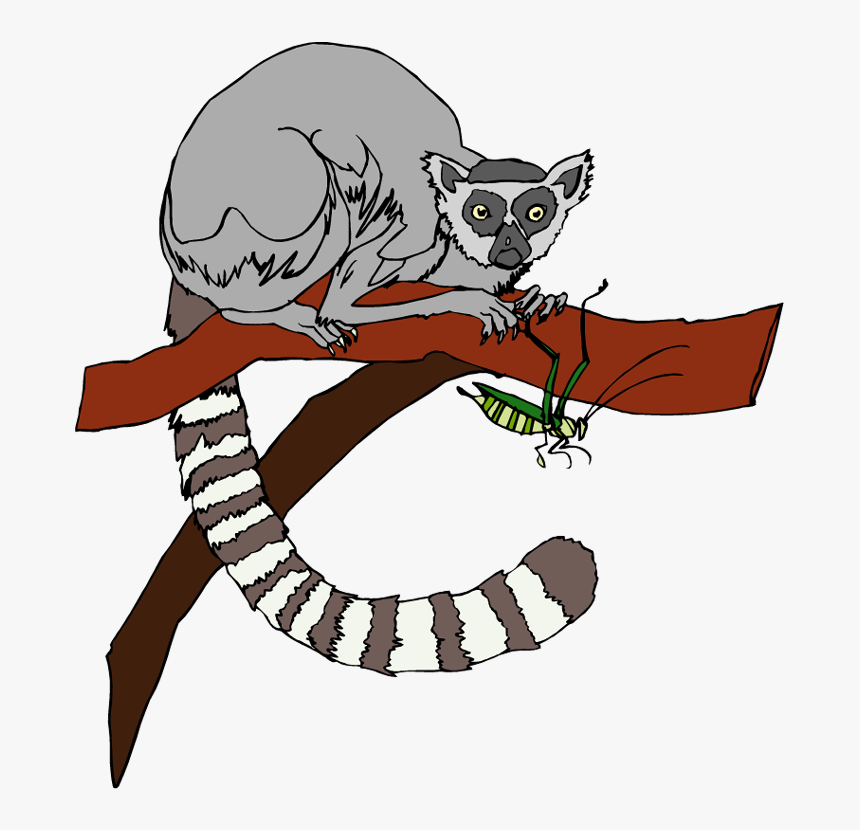 Ring Tailed Lemur Clipart, HD Png Download, Free Download