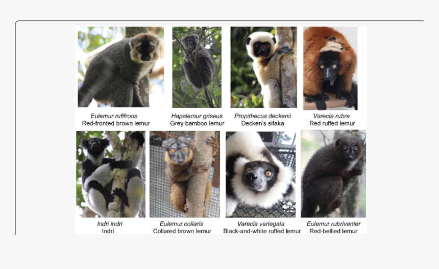 Lemur Identification, HD Png Download, Free Download