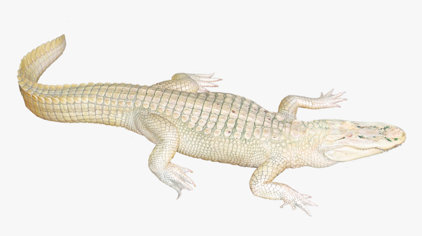 White Png Transparent Image - White Image Of Crocodile Clipart, Png Download, Free Download