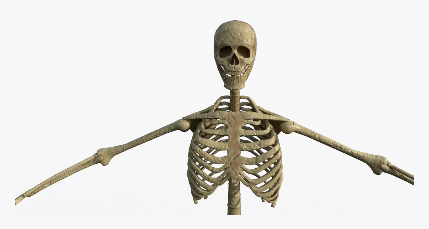 Skeleton, HD Png Download, Free Download