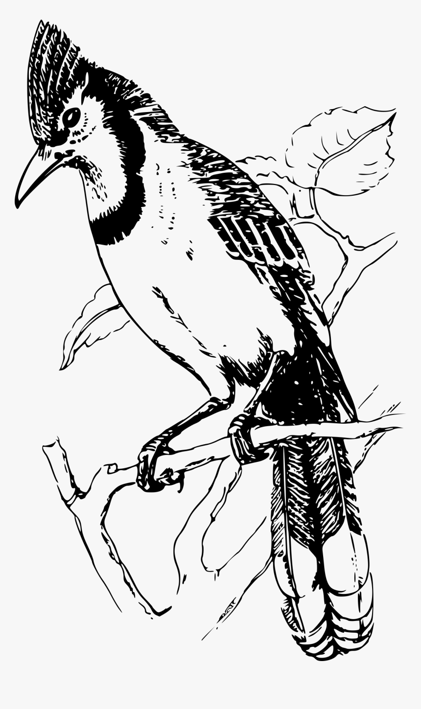 Bluejay Clip Arts - Bulbul Bird Black And White, HD Png Download, Free Download