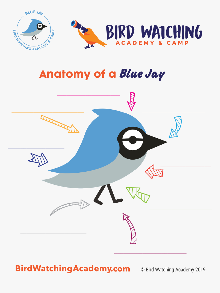 Bird Anatomy For Kids, HD Png Download, Free Download