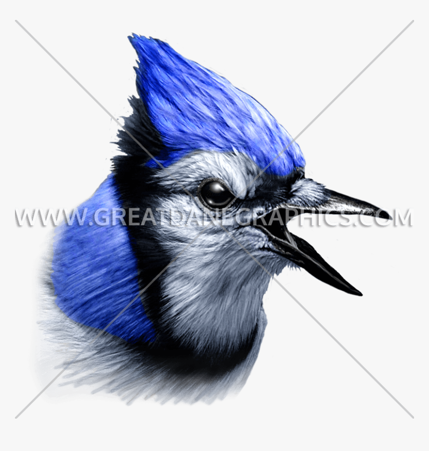 Blue Jay, HD Png Download, Free Download