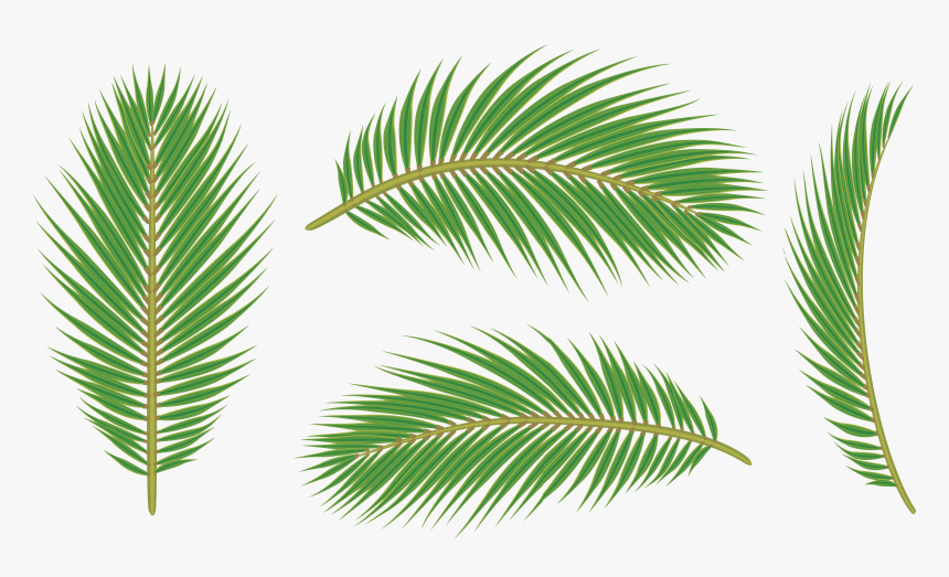 Palm Leaves Png Transparent Background Palm Leaves Png Png Download Kindpng