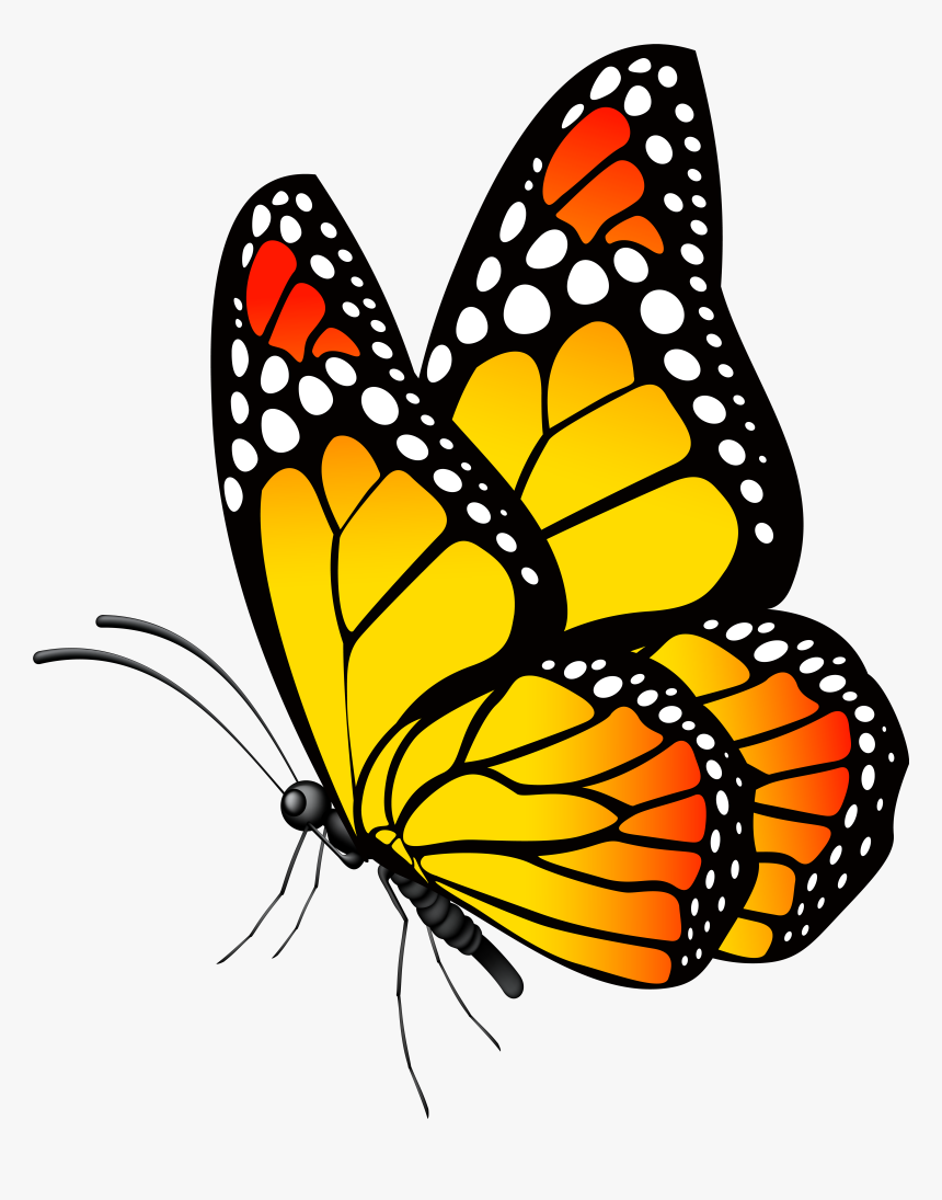 Photography Clipart Butterfly, HD Png Download, Free Download