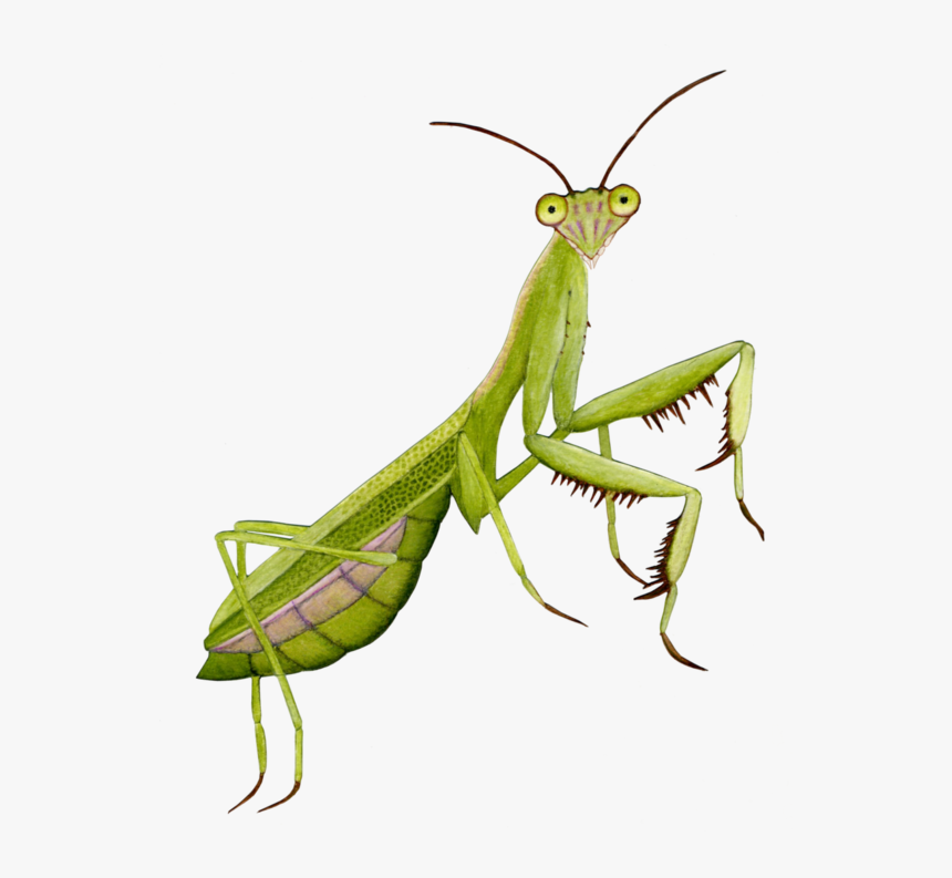 Mantis Png - Praying Mantis Transparent Background, Png Download, Free Download