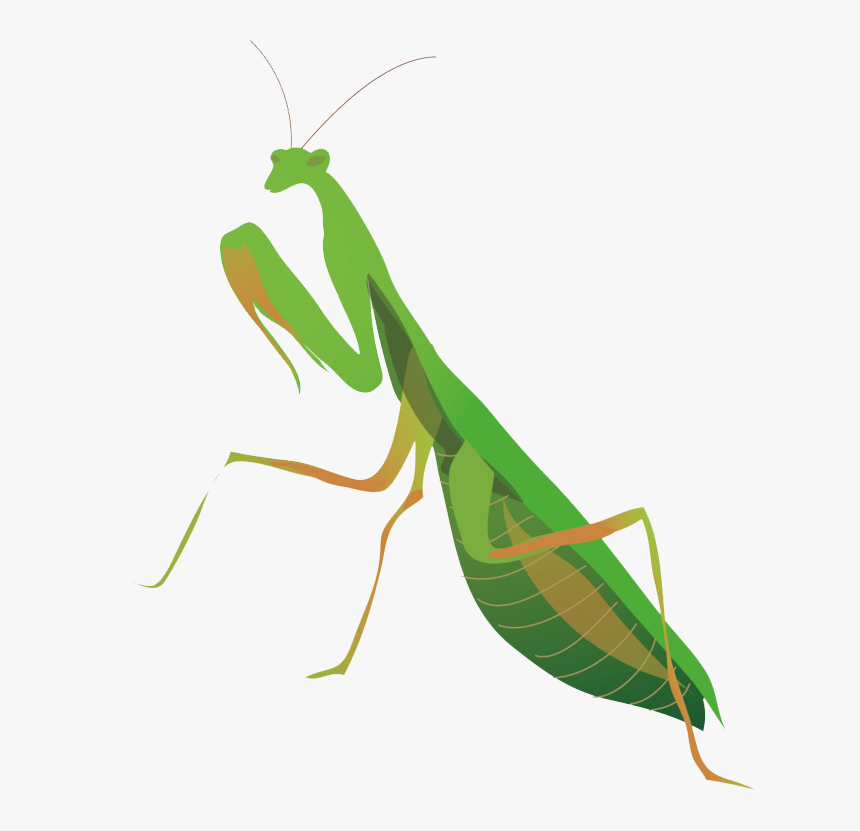 European Mantis Png Free Pic - Louva Deus Png, Transparent Png, Free Download