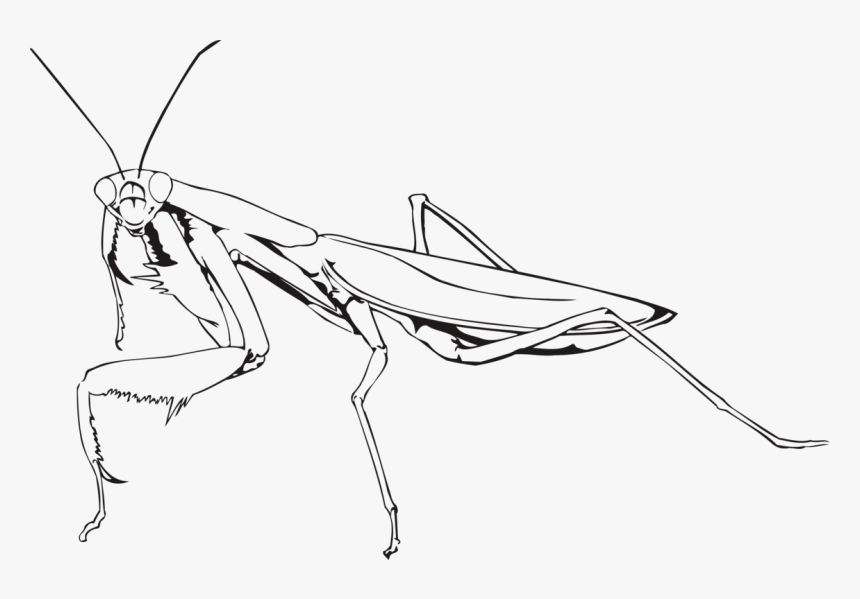 Mantis Png - Praying Mantis Drawing Easy, Transparent Png - kindpng