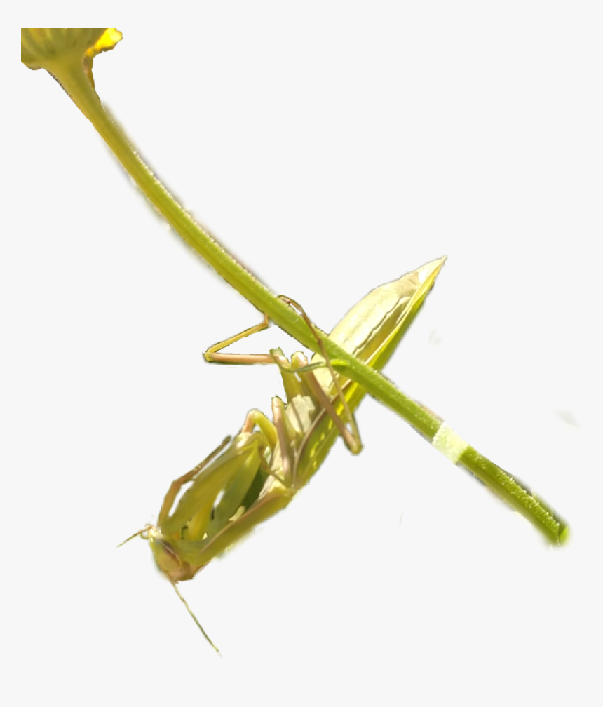 #praying Mantis #prayingmanthis #prayingmantis #prayinmantis - Mantidae, HD Png Download, Free Download