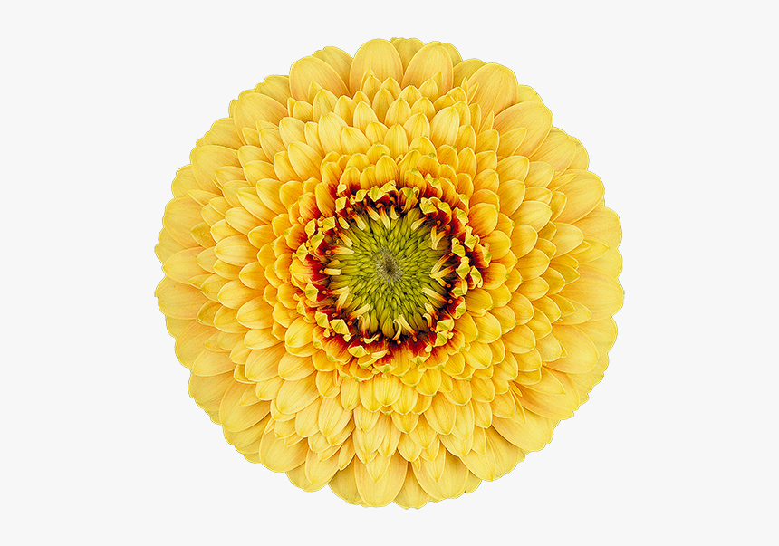 Transvaal Daisy, HD Png Download, Free Download