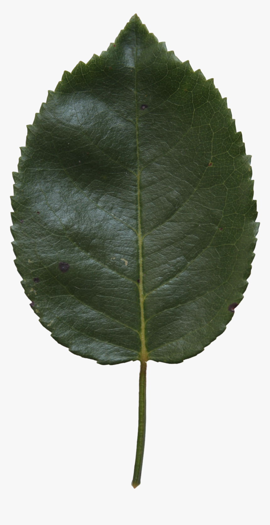 Birch Leaf Transparent, HD Png Download, Free Download