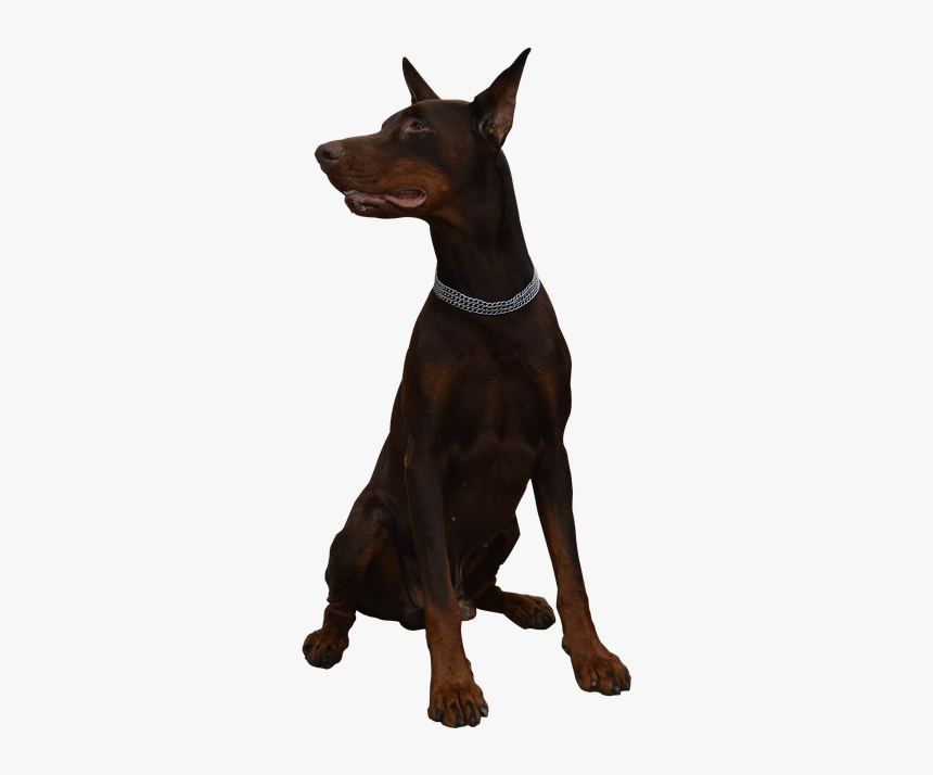 Dog, Doberman, Animal, Guard - Perro Doberman Png, Transparent Png, Free Download