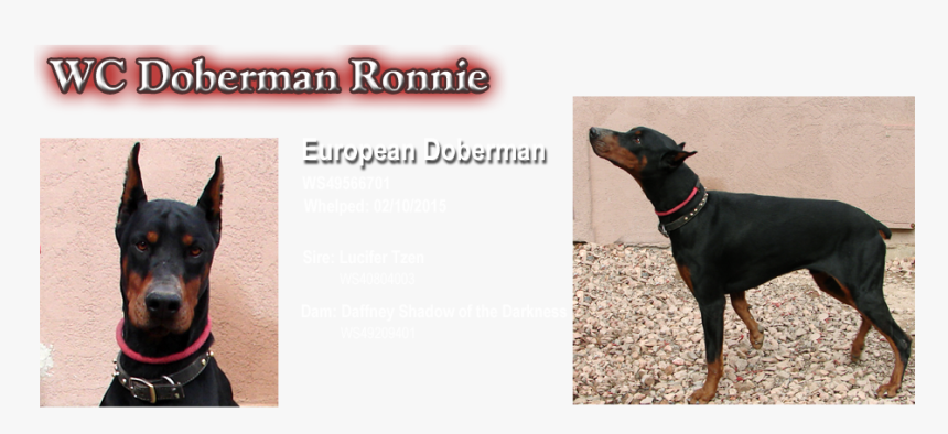 Dobermann, HD Png Download, Free Download