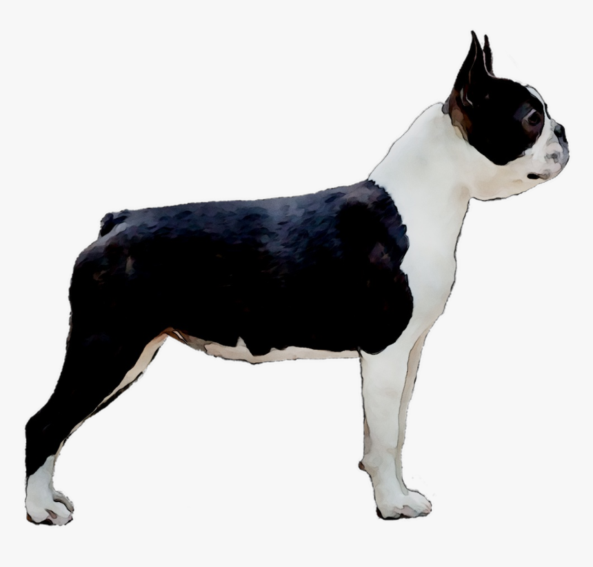 Boston Terrier Toy Bulldog Dog Breed Companion Dog - Boston Terrier, HD Png Download, Free Download