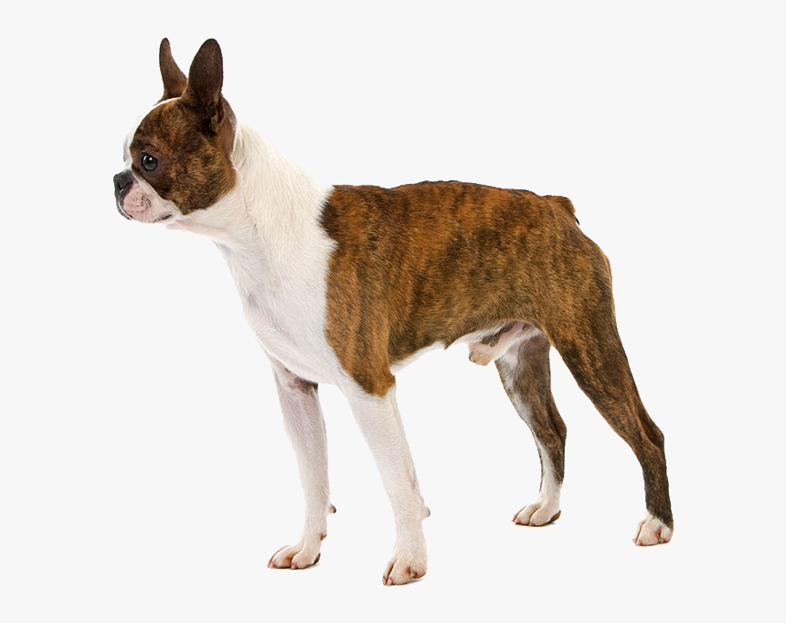 Boston Terrier Puppy Raincoat Pet Dog Breed - Terrier, HD Png Download, Free Download