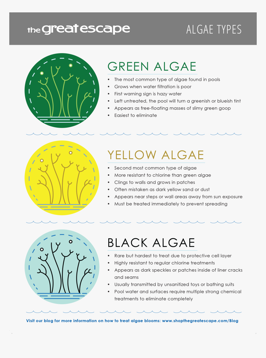 Algae Png, Transparent Png, Free Download