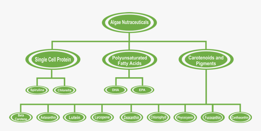 Supply Chain Of Nutraceutical, HD Png Download, Free Download