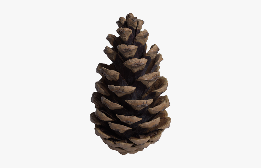 Cone, Pine, Pine Cone, Tree - Cone Tree Png, Transparent Png, Free Download