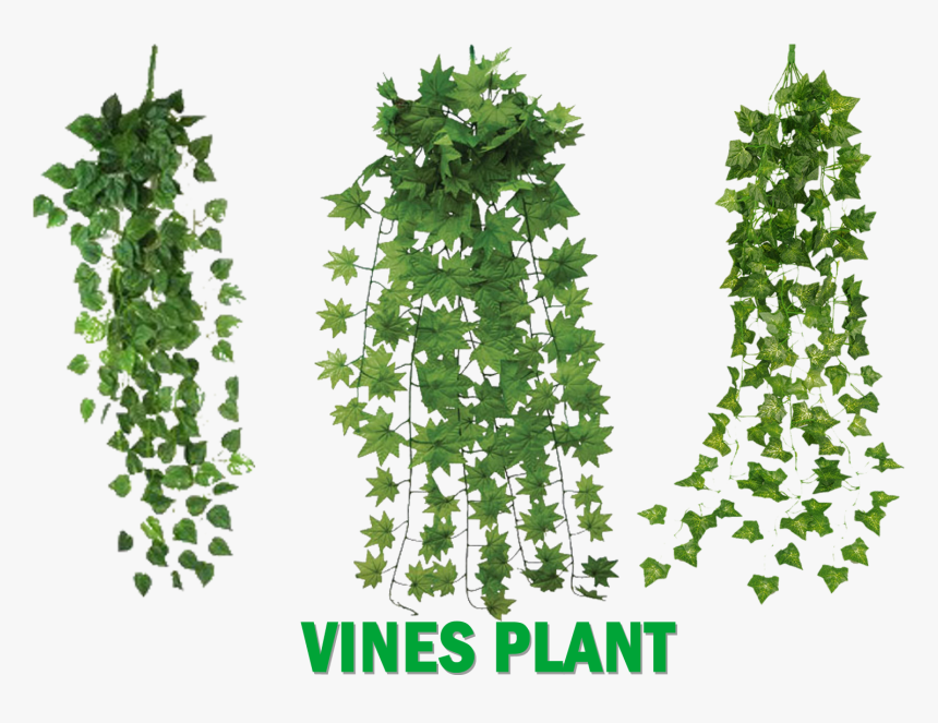 Untitled-1 Copy - Vines Plants, HD Png Download, Free Download