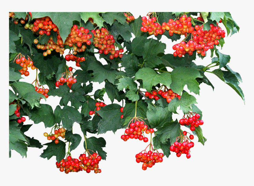 Money Plant Vine Png Transparent - Transparent Viburnum Png, Png Download, Free Download