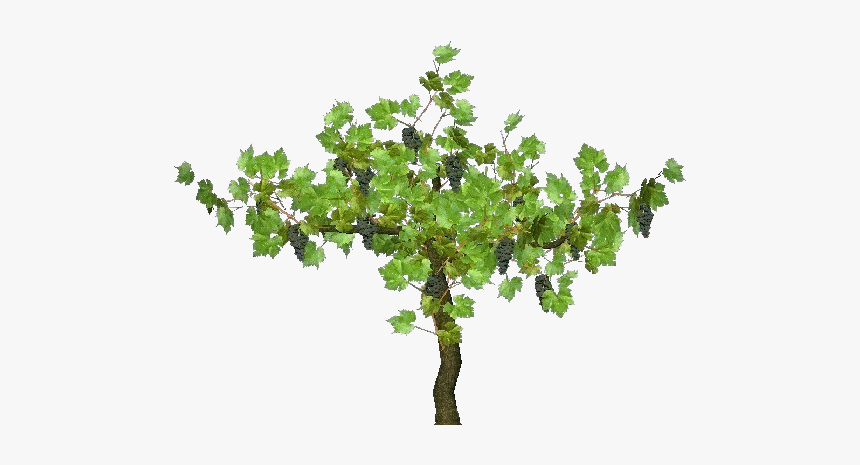 3d Trees - Vine - Acca Software - Grape Plant Png, Transparent Png, Free Download