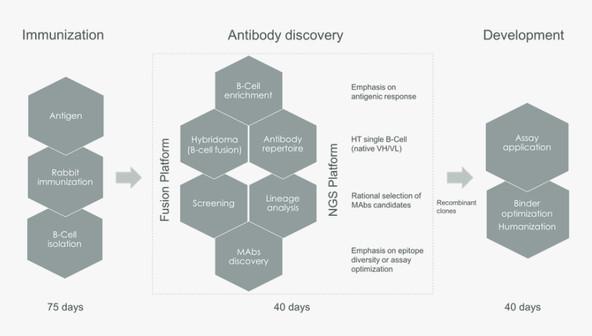 B Cells Sequencing Antibody Discovery, HD Png Download, Free Download