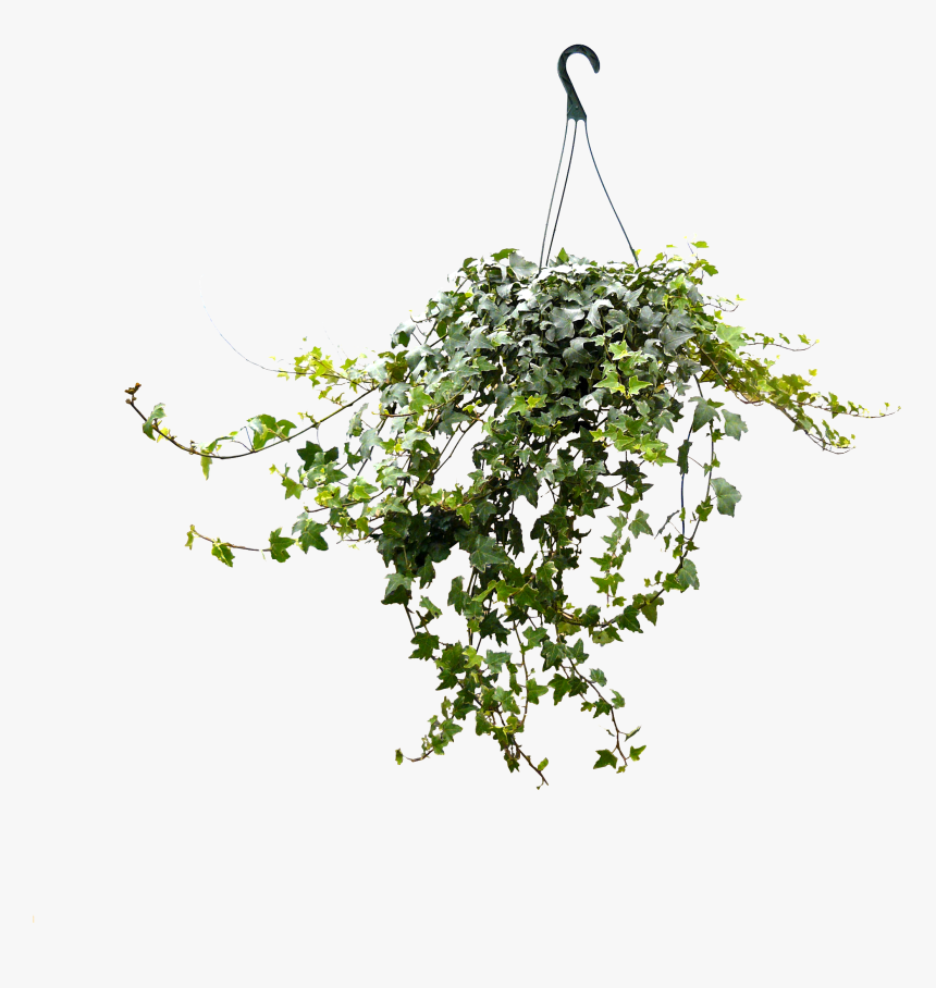 8in Ivy Hanging - Hanging Tree Png, Transparent Png, Free Download