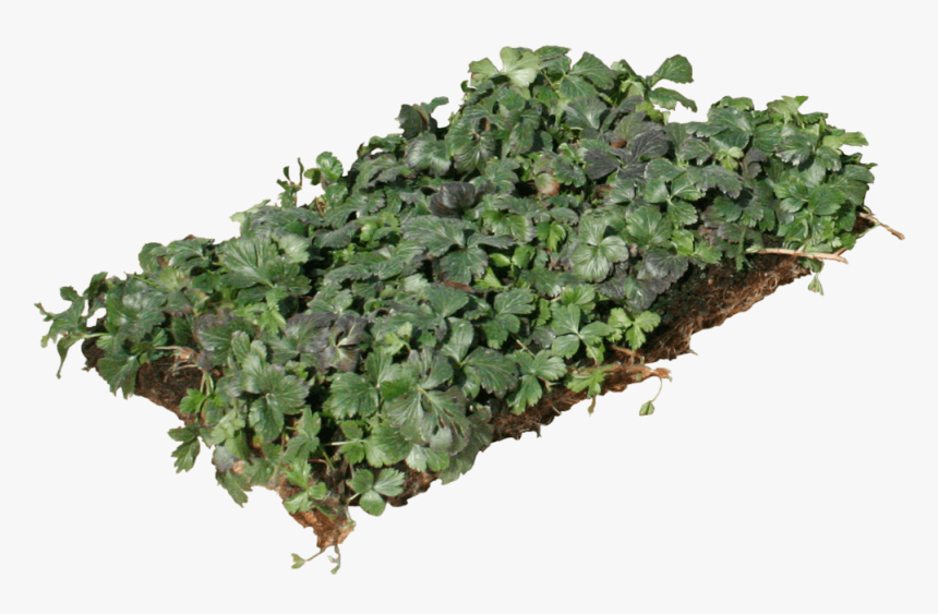 Nordestprati Waldsteinia Ternata - Plants Ground Png, Transparent Png, Free Download