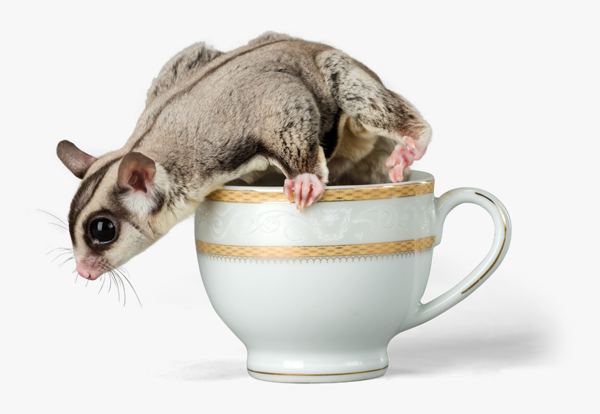 Sugar Glider - Rat, HD Png Download, Free Download