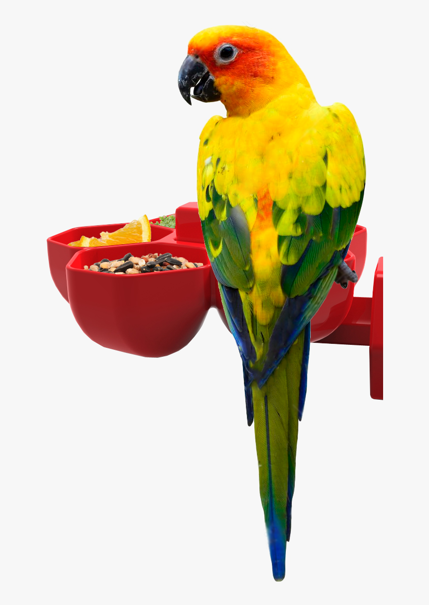 Beautiful Sun Conure, HD Png Download, Free Download